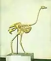Skelett des Laufvogels Struthio asiaticus (Asian ostrich)