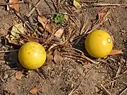 Affenorange, Kaffirorange (Strychnos spinosa, Strychnos cocculoides,Strychnos pungens)
