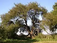 Holzapfel(Malus sylvestris)
