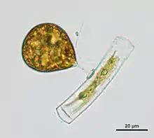 2022 Stylodinium