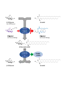 Reaktion des Glucosylceramidaufbaus und -abbaus sowie Einfluss der Substratreduktionstherapiepräparate Eliglustat und Miglustat bzw. Enzymersatztherapie