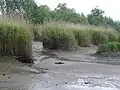 Bei Niedrigwasser trockengefallener Röhricht