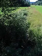 Der Sulgenbach im Köniztal