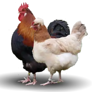 Sulmtaler