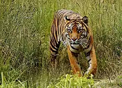 Sumatra-Tiger