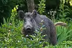Wildschwein