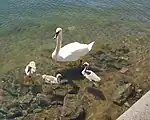 Höckerschwan mit Jungen auf Süd-Ljusterö  2008.