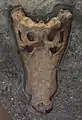 Fossiler Schädel