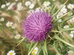 Mariendistel(Sylibum marianum)