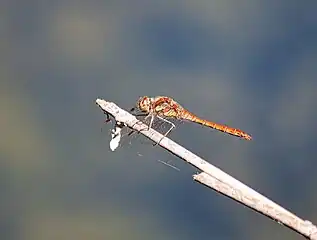 Heidelibelle