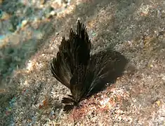 Kolonie von  Symploca cf. hydnoides