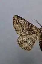 Synopsia sociaria ♂, mit deutlich gezackter äußerer Querlinie