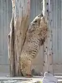Syrischer Braunbär im alten Bärengehege des Heidelberger Tiergarten