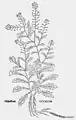 Leonhart Fuchs 1543