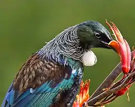 Tuihonigfresser ernährt sich von Neuseeländer Flachs