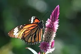 Danaus genutia