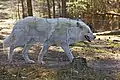 Polarwolf