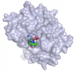 Tryptophan-Hydroxylase 1