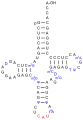 Eine tRNAMet, nicht die Initiator-tRNA (siehe unten), aus S. cerevisiae