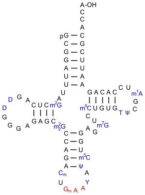 Eine tRNAPhe aus S. cerevisiae