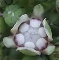 Blüte mit Tepalen, Staubblättern und Narbe
