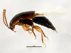 Abb. 8: Seitenansicht