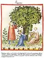 Tacuinum sanitatis (Ibn Butlan) 14. Jh.