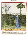 Tacuinum sanitatis (Ibn Butlan) 14. Jh.