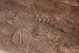 Fußabdrücke von Tieren