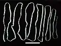 Rinderbandwurm (Taenia saginata)