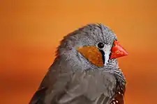 Naturfarbener Hahn im Profil
