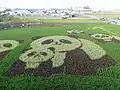 Auch diese Pandas waren auf Taiwan