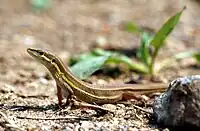 Takydromus formosanus