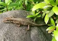 Takydromus tachydromoides