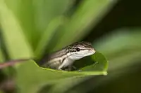 Takydromus viridipunctatus