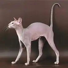 Peterbaldkatze Lilac Tabby