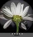 Korbhülle von Tanacetum corymbosum subsp. corymbosum mit hellbraun berandeten Hüllblättern