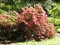 Rhododendron im Park Tannenfeld