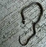 Tantilla bocourti
