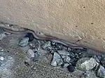 Tantilla planiceps