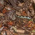 Tantilla semicincta in Kolumbien