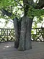 Tanzboden mit Geländer