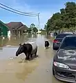 Tapire in Kuantan, 20. Dezember 2021