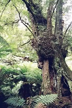 Wald im Tarra-Bulga-Nationalpark