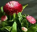 Detailaufnahme der Sorte ‘Rob Roy’