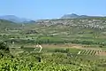 Weinlandschaft bei Tautavel