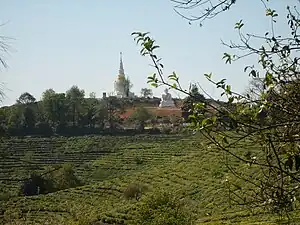 Teepflanzung bei Pu’er in Yunnan