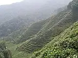 Teeplantage in Hangzhou, 2005