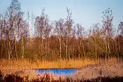 Kleiner Teich