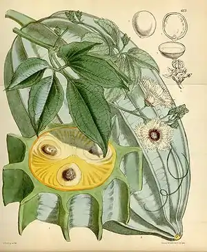 Telfairia occidentalis (Blätter und junge Sprossen)